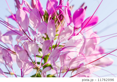 Cleome hassleriana or spider flower or spider plant Cleome hassleriana or spider flower or spider plant 11762096