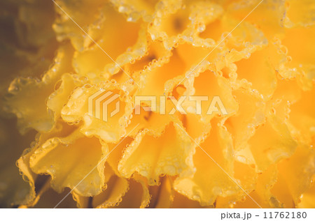 Marigolds or Tagetes erecta flower and water drops 11762180
