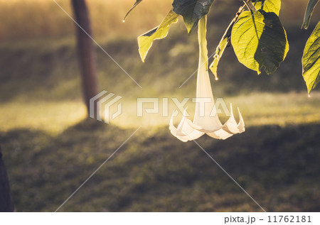 White Brugmansia flower 11762181