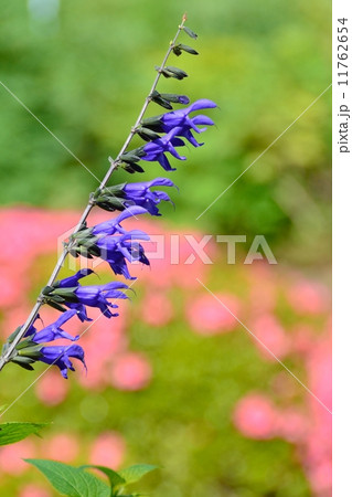 サルビア 11762654