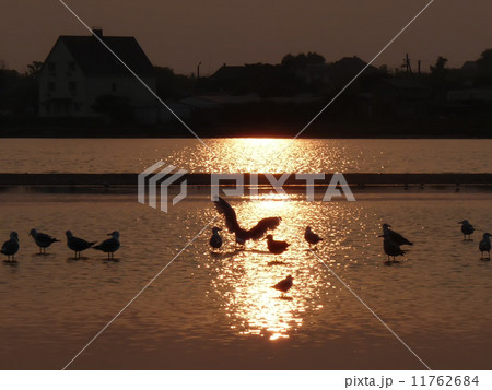 Bird Sunrise 11762684