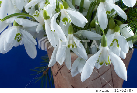 snowdrop flowers 11762787