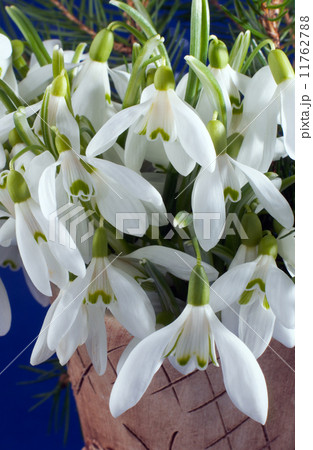 snowdrop flowers 11762788