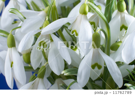 snowdrop flowers 11762789