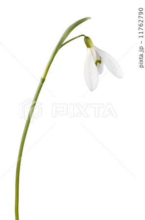 snowdrop flower isolated 11762790