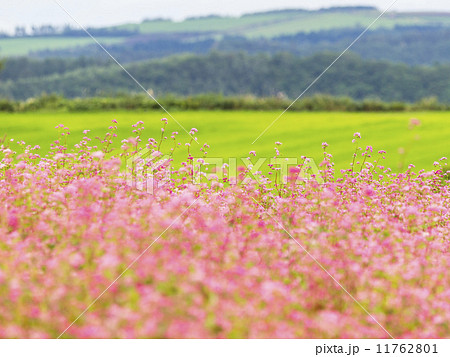 赤蕎麦の花(全景) 11762801