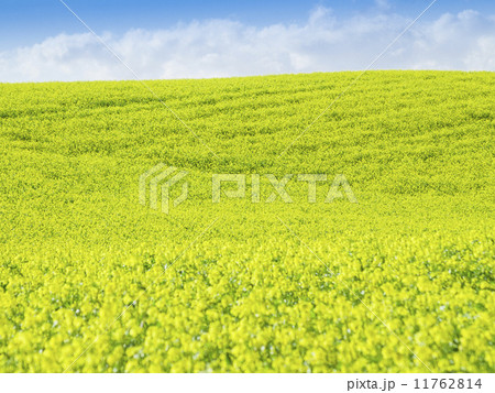 キガラシ畑(横) 11762814