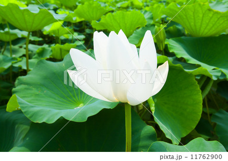 白いハスの花 白いハスの花 11762900