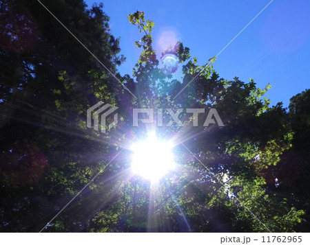 日差し 11762965