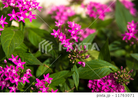 ペンタスの花 11763071