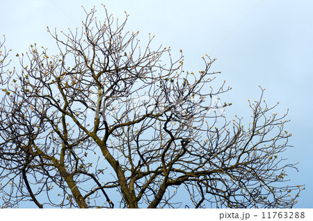 Spring tree 11763288