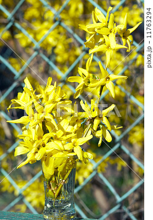 Yellow flowers (Forsythia) 11763294