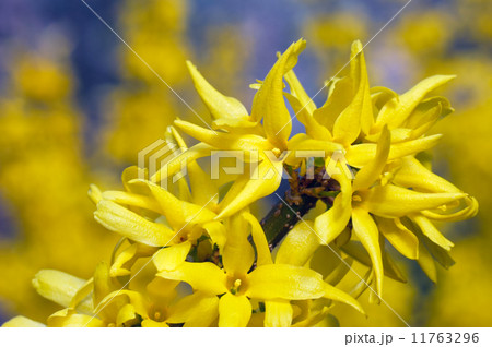 Yellow flowers (Forsythia) 11763296