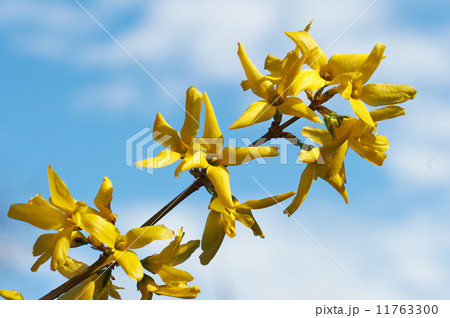 Yellow flowers (Forsythia) 11763300