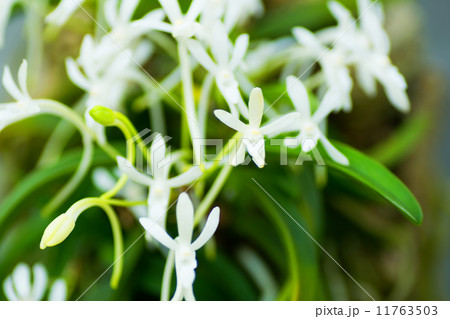 フウラン、Vanda falcata、日本 11763503