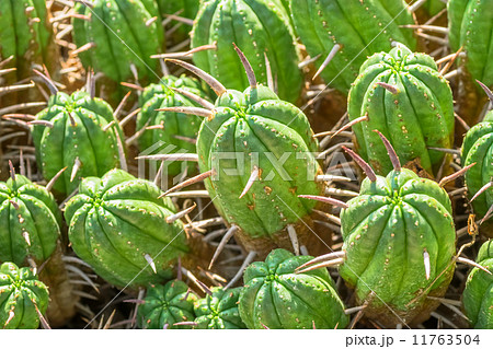 エウフォルビア・フェロックス、トウダイグサ科、南アフリカ 11763504