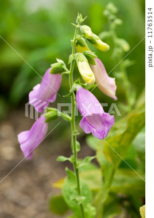 ジギタリス・タプシー、オオバコ科、ポルトガル 11763514