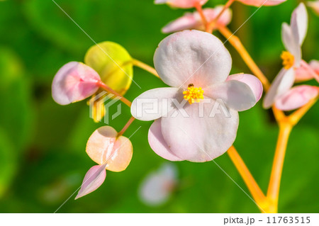 コウトウシュウカイドウ、シュウカイドウ科、日本（石垣島、与那国島、西表島）、台湾、絶滅危惧種VU 11763515