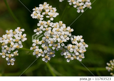 ノコギリソウ、ヤロウホワイト、キク科、本州～北海道 11763523