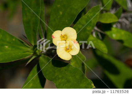 ハナキリン、トウダイグサ科、マダガスカル ハナキリン、トウダイグサ科、マダガスカル 11763526