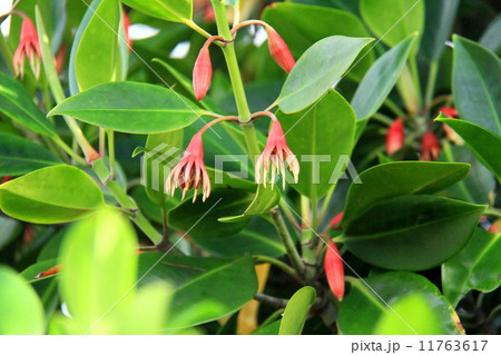 オヒルギ オヒルギ 11763617