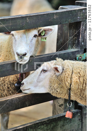 羊のポートレート 羊のポートレート 11763682