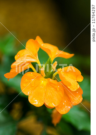 ジョウゴバナ、キツネノマゴ科、インンド南部、スリランカ 11764297