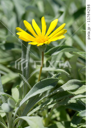 ガザニア・リゲンス,、ガザニア・レモンタルト、蛇の目勲章菊 11764298