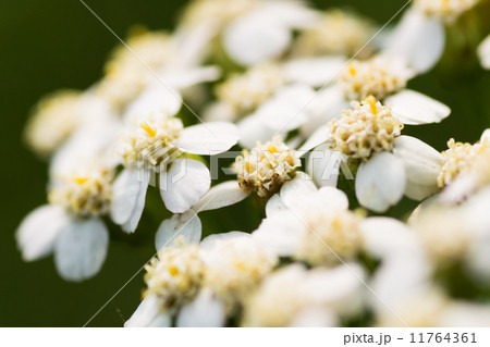 ノコギリソウ、ヤロウホワイト、キク科、本州～北海道 11764361