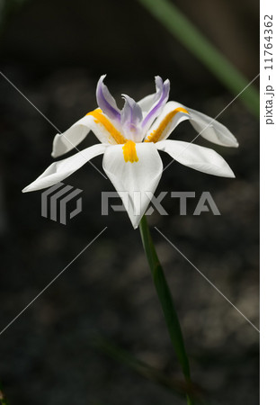 ディエテス・グランディフロラ、アヤメ科、南アフリカ、ケープ東部～ナタール 11764362