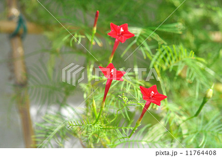 ルコウソウ 11764408