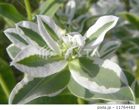 真夏に咲く初雪のように白い花ハツユキソウ 真夏に咲く初雪のように白い花ハツユキソウ 11764482