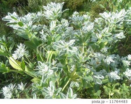 真夏に咲く初雪のように白い花ハツユキソウ 11764483