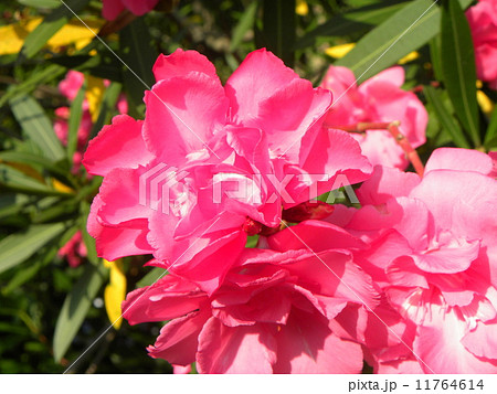 千葉市の花木キョウチクトウの赤い花の写真素材