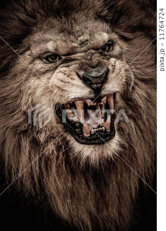 Close-up shot of roaring lion Close-up shot of roaring lion 11764724