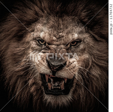 Close-up shot of roaring lion Close-up shot of roaring lion 11764732