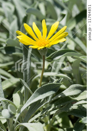 ガザニア・リゲンス,、ガザニア・レモンタルト、蛇の目勲章菊 11764851