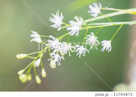 ハナゼキショウ, 日本特産 11764873