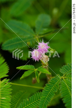 オジギソウの花 オジギソウの花 11764876