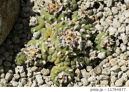 ロフォフォラ·ティエグレリ、翠冠玉、サボテン科、メキシコ 11764877