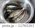 下処理済アジ 11765261