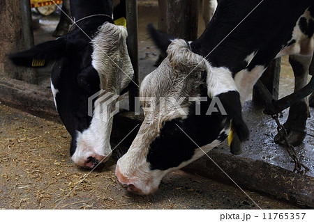 乳牛 しあわせ牧場 乳牛 しあわせ牧場 11765357