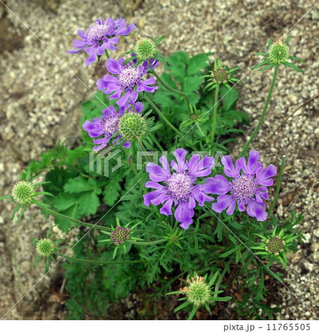 タカネマツムシソウ タカネマツムシソウ 11765505