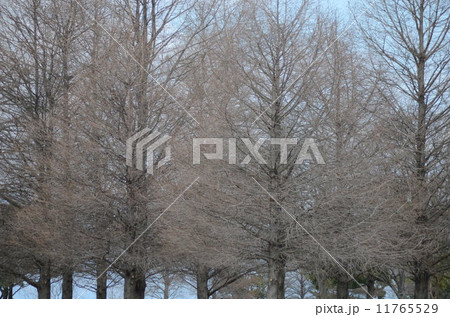 琵琶湖・湖岸緑地の樹木たち 11765529