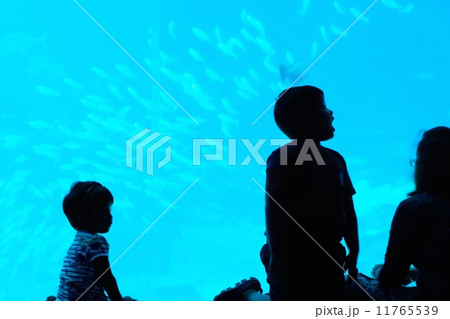 魚の群れに驚く子供達 魚の群れに驚く子供達 11765539