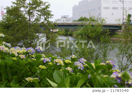 青森・駒込川と紫陽花と福田橋 青森・駒込川と紫陽花と福田橋 11765540