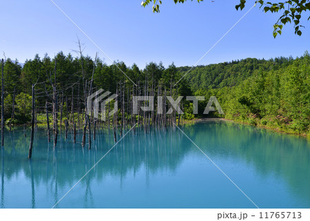 美瑛の青い池 美瑛の青い池 11765713