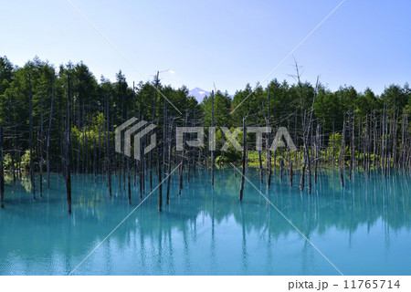 美瑛の青い池 11765714