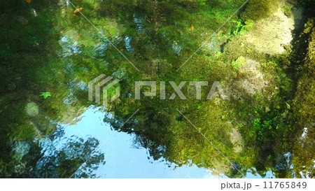 湧水の池 11765849
