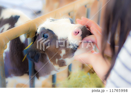 女性に甘える子牛 11765998